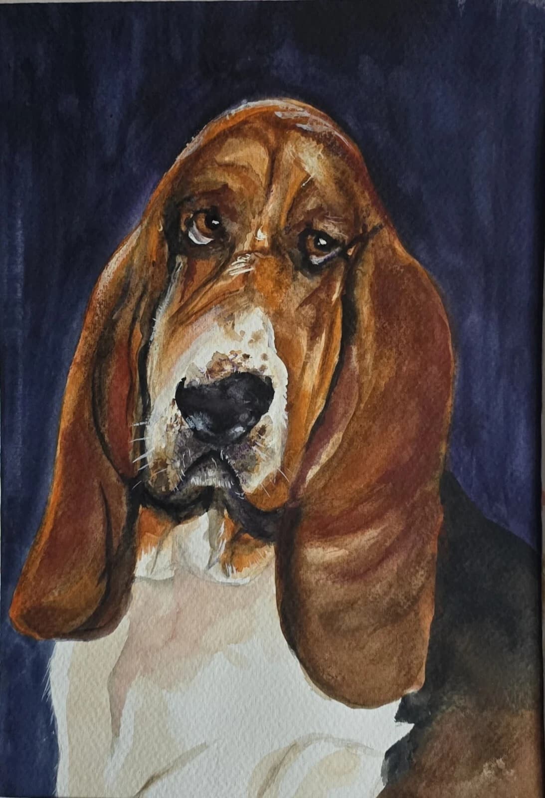 Bassett Hound Dog Portrait Head Watercolour Contemporary Gift Framed